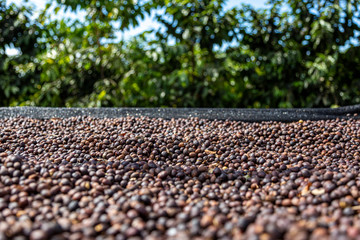 Kaffeebohnen trocknen in einer Kaffeeplantage