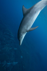 Fototapeta na wymiar dolphin in water