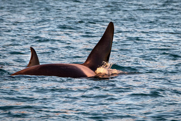 orca killer whale in mediterranean sea