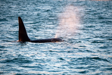 orca killer whale in mediterranean sea at sunset