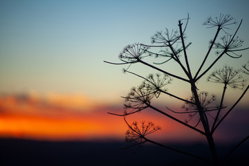 Fototapeta na wymiar Silhouette of florence fennel at sunset