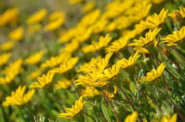yellow dandelions on meadow