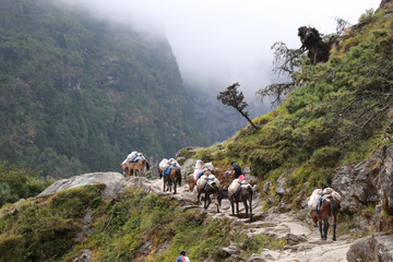 Group of Donkeys carrying food or luggage on the way at Everest Base Camp trekking from lukla to...