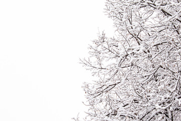 Albero coperto di neve su bianco