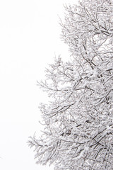 Albero coperto di neve su cielo bianco