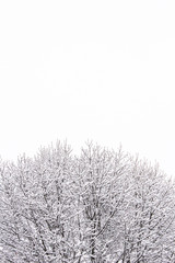 Chioma d'albero coperta di neve