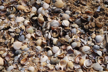 shells on the beach
