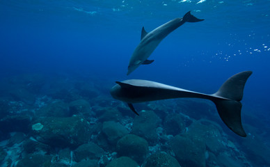 Fototapeta na wymiar dolphin and dolphin