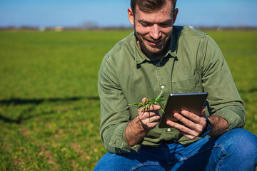 Young farmer standing in wheat field with tablet and examining crop in his hands.