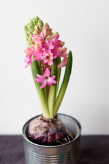 Pink beautiful hyacinth in an iron can. Top view. 