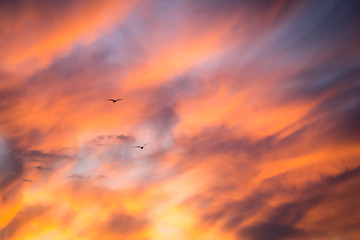 dramatic sky with clouds and birds flying