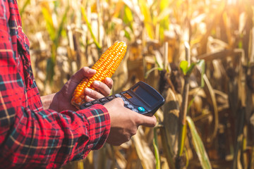 Farmer holding Calculator with ripe corn in hand to calculate production in field. Corn cob ready...
