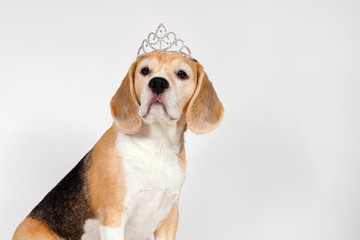 Purebred dog Beagle breed with a diadem.