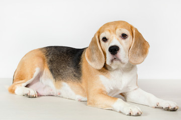 Beagle dog.