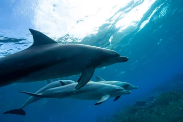 Poster dolfijn in de zee © 敏治 荒川