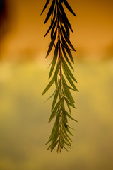branches of a palm tree