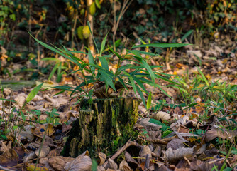 Life will always find a way