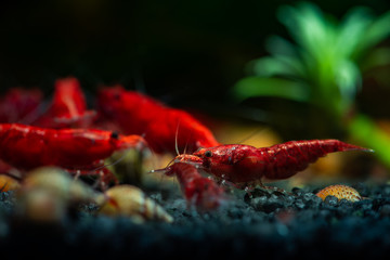 Obraz na płótnie Canvas Red neocaridina shrimp fire pet aquarium freshwater nature macro