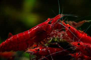 Red neocaridina shrimp fire pet aquarium freshwater nature macro