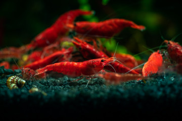 Red neocaridina shrimp fire pet aquarium freshwater nature macro