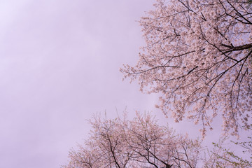 Obraz na płótnie Canvas 空と満開の桜