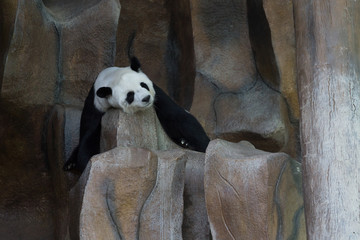 A giant panda sleeping on a cliff