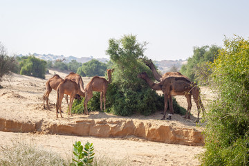 Wild camels in the Thar desert close from Jaisalmer, India