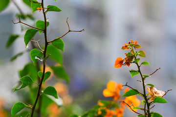 Orange flowers on the blur background in the sunset