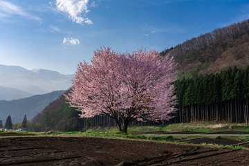 野平の一本桜