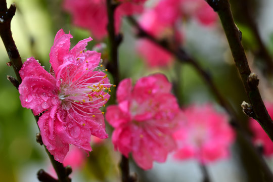 Peach flowers with rain drops in the lunar new year holiday