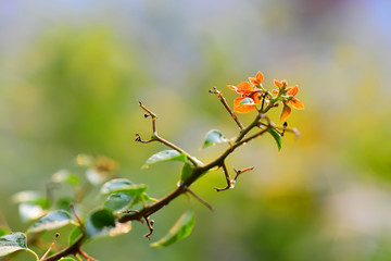 Orange flowers on the blur background in the sunset