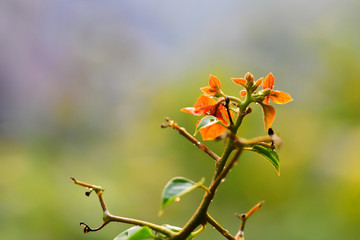 Orange flowers on the blur background in the sunset