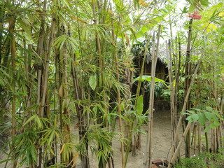 bamboo thickets at the entrance to the building