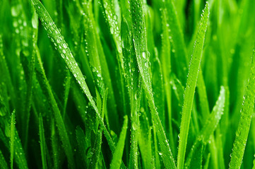 Fototapeta na wymiar Wheat germ. Wheatgrass. Water drops on fresh leaves