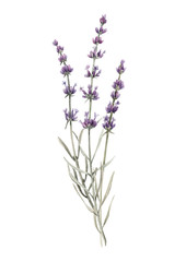Naklejka premium Beautiful watercolor floral bouquet with isolated lavanda flowers. Stock illustration.