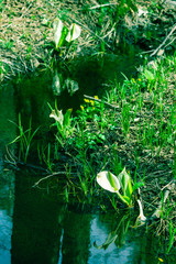 小川に咲くミズバショウ