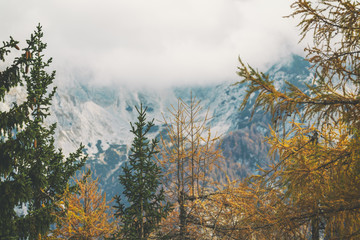 Colorful trees and misty mountains in autumn season, Vrsic Pass, Slovenia