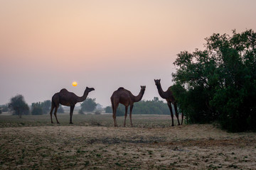 Fototapeta na wymiar Wild camels at sunset in the Thar desert close from Jaisalmer, India
