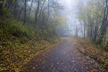 Fototapeta premium Germany, Curved trail inside foggy mystical forest in autumn season in the morning