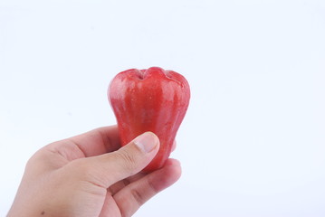 Hand hold Rose apple isolated on the white background