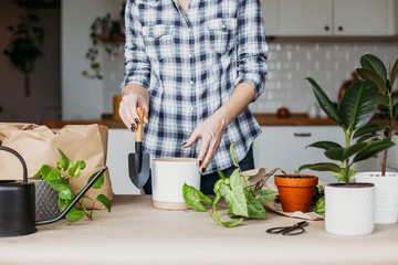Unrecognizable woman transplanting houseplants kitchen on background.