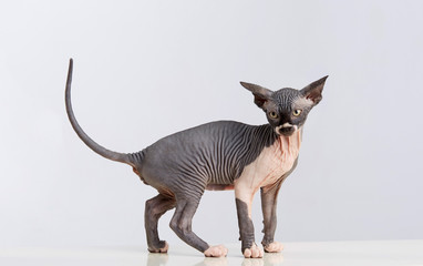 Portrait of a Sphynx kitten. Studio shot. White background