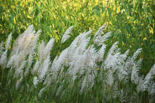 Kans grass with the background of green eucalyptus plant, grows during the Autumn