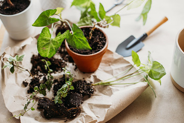 Gardening tools, different sort of houseplants, different flower pots on rumpled craft paper