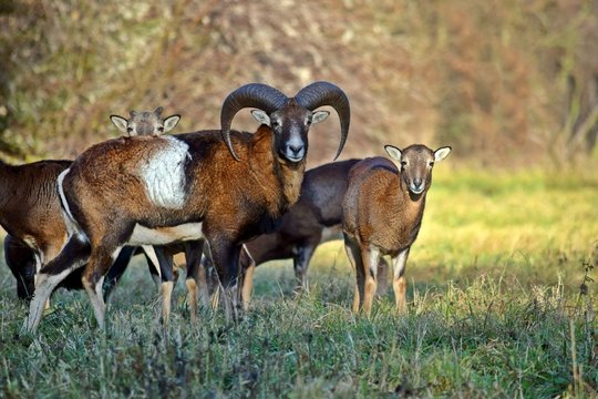 Mouflon Herd in the Forest Portrait Ovis Aries Musimon