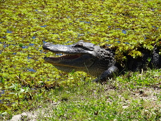 Alligator camouflé
