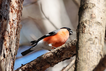Eurasian bullfinch pyrrhula pyrrhula male sitting on branch of tree. Cute bright red wintering bird in wildlife.