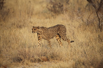Cheetah