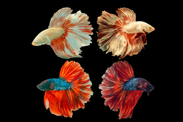 Siamese fighting fish.Multi color fighting fish isolated on black background.