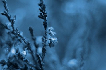 Classic blue background, copy space. Color of the year 2020. Nature floral background.